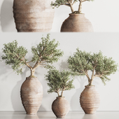 Olive Tree In Antique Pottery Indoor Plant Set 141