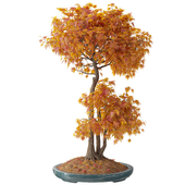 Bonsai Tree 306