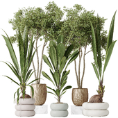 Indoor plants set 68 Wilsonii Chemlali Olive and Coconut Palm and Grandis Ruffled Fan Palm
