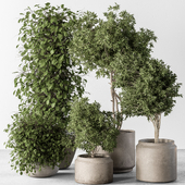 Indoor Plant 721 - Olive Tree