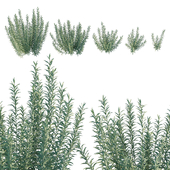 Artemisia ludoviciana albula