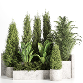 Outdoor plants-plants in concrete box-set17