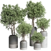 Indoor plant set 491 concrete vase plant tree bush pot
