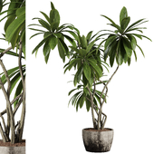 indoor plants - 66 plant in pot