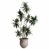 branches palm in decorative old vases - indoor plant 497