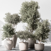 Indoor Plant 732 - Tree in Pot