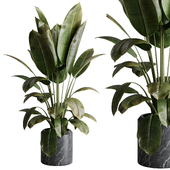 Ficus elastica - Ficus rubber indoor plant 501