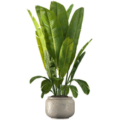 Indoor Plant Se 101
