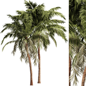 Palm Tree Set17