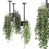 indoor hanging plants in metal box_ Set 1324