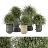 outdoor Plants Collection - Set 1326