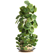 Indoor plant pot