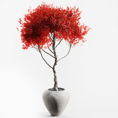 Branches in vases 64