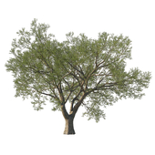 Quercus agrifolia Coast live oak02