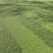 Lawn, cut grass #3