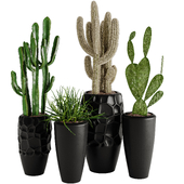 Cactuses set01