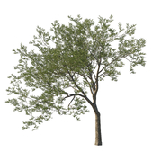 Quercus agrifolia_Coast live oak 04
