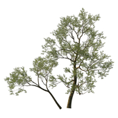 Quercus agrifolia_Coast live oak 05
