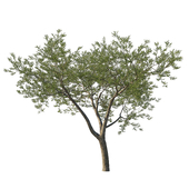 Quercus agrifolia_Coast live oak 06