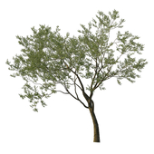 Quercus agrifolia_Coast live oak 08
