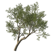 Quercus agrifolia_Coast live oak 09