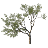 Quercus agrifolia_Coast live oak 10