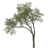 Quercus agrifolia_Coast live oak 12