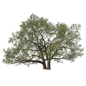 Quercus agrifolia_Coast live oak 01