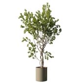 Tree in vase - indoor plant set 509