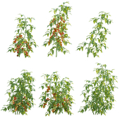 Solanum lycopersicum - Tomato tree