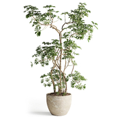 Schefflera tree in Pot