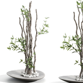 Branches in vases 79