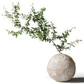 Branch with leaves in a round clay vase