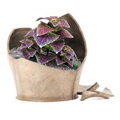 Coleus Solenostemon in broken vase N01