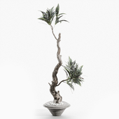 Branches in vases 88
