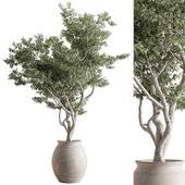 Indoor Plant 735 - Tree in Pot