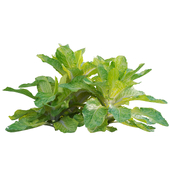 Lactuca sativa - Lettuce