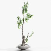 Branches in vases 93