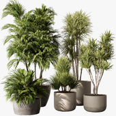 Outdoor Plants 629 - Tree in Pot
