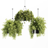 Indoorplants-Hanging plant-set34