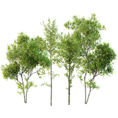 Alnus Glutinosa and Acer Saccharinum