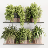 Indoorplants-plants in shelf-set105