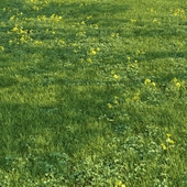 meadow grass with soursob