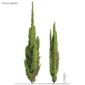 Italian Cypress 06