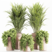 Indoorplants-plants in shelf-set106