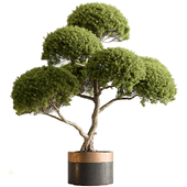 Indoor Plant 664 - Tree in Pot