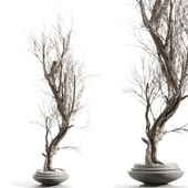 Branches in vases 102