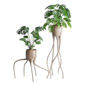 Indoor Plant Weird constructs haphazard roots Monstera set07