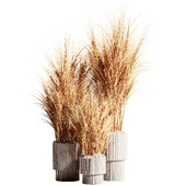 Indoor Plant Set 87 Wheat
