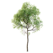 HQ Plants Shorea Robusta Sal Tree02